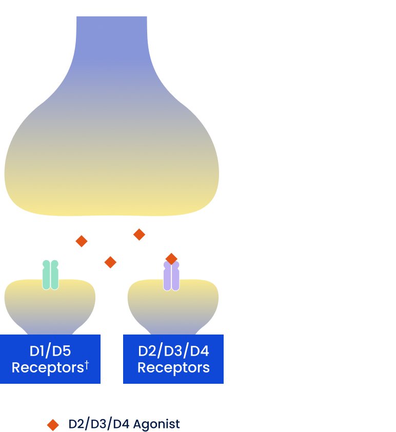 D2/D3/D4 dopamine agonists.