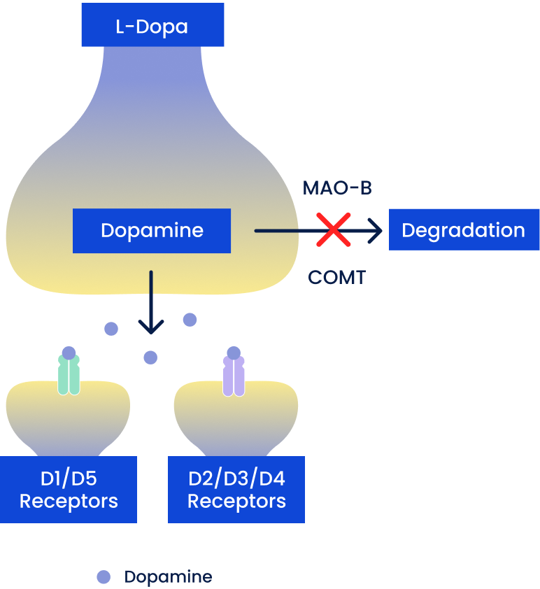Dopamine enhancers.