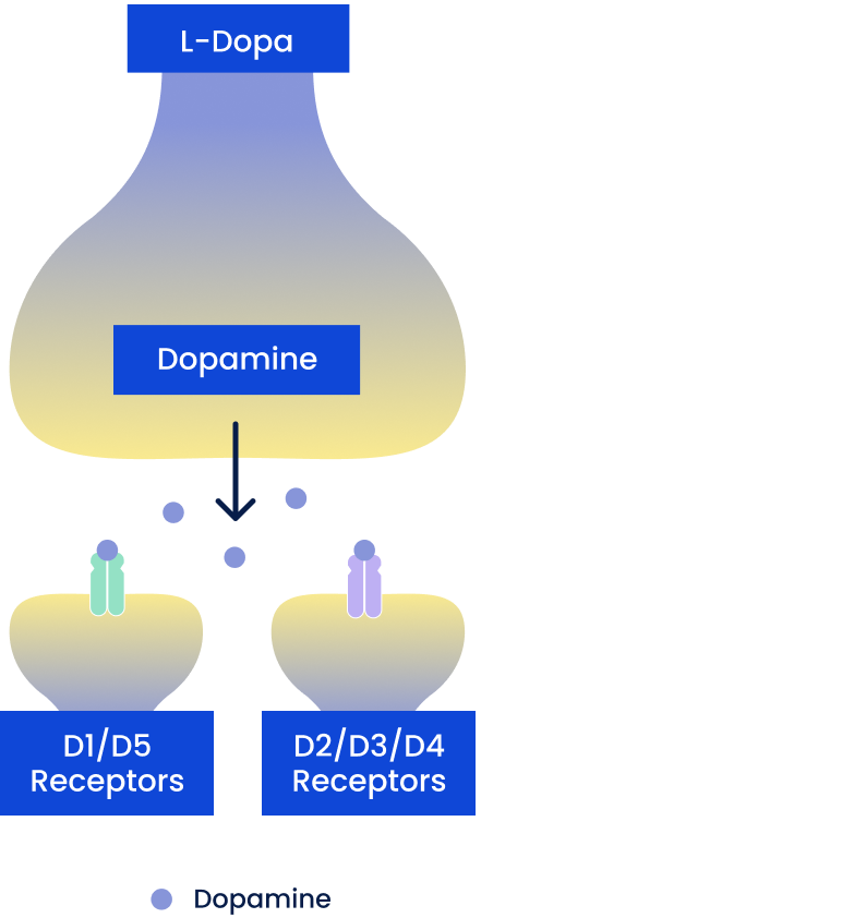 Dopamine precursors.