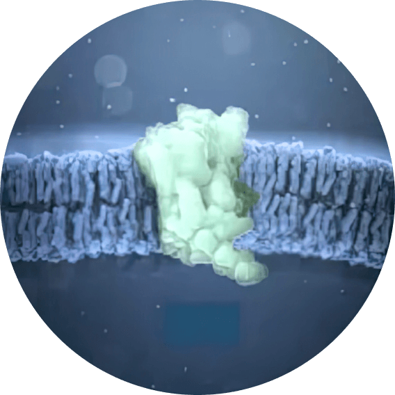 D1-Like Receptors (D1, D5).